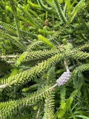 Crassula muscosa