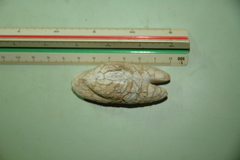 Actinopterygii