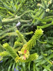 Crassula muscosa