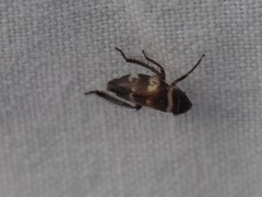 Planaphrodes