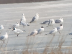 Chroicocephalus ridibundus