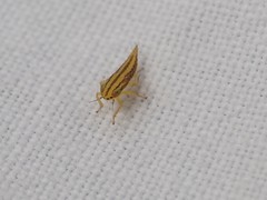 Cicadula