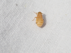 Dicranotropis divergens