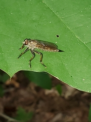 Machimus notatus