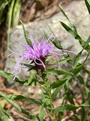 Liatris compacta