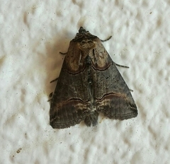 Abrostola tripartita