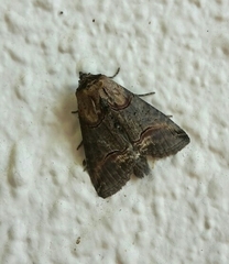 Abrostola tripartita