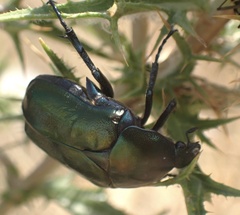 Protaetia angustata