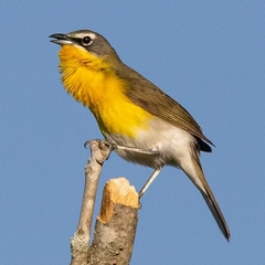 Yellow-Breasted Chat photo 1