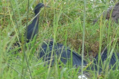 Egretta ardesiaca