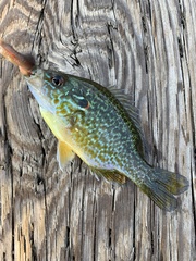Lepomis gibbosus × cyanellus