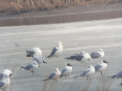 Chroicocephalus ridibundus