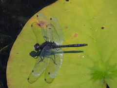 Leucorrhinia frigida