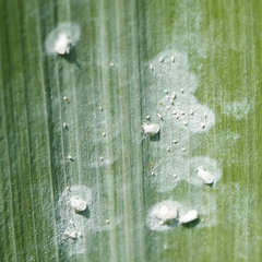 Aleyrodes spiraeoides