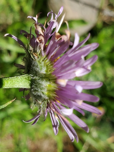 Image of Alice Eastwood's Fleabane (Erigeron aliceae) by no rights reserved