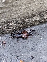 Ancistrogaster spinax