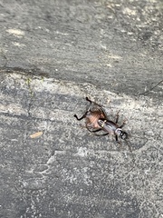 Ancistrogaster spinax