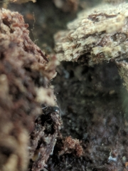 Sminthurinus quadrimaculatus