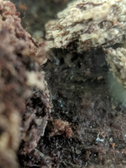 Sminthurinus quadrimaculatus