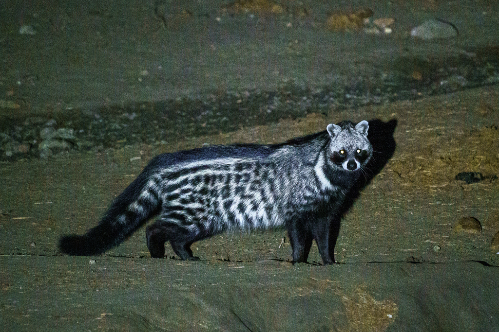 African Civet