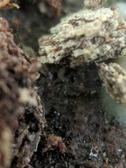 Sminthurinus quadrimaculatus