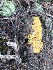 Ramaria flava