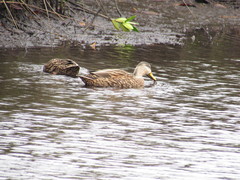 Anas platyrhynchos × fulvigula