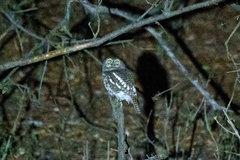 Glaucidium capense