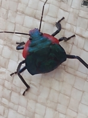 Alcaeorrhynchus