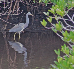 Egretta tricolor image