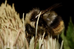 Bombus