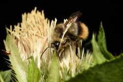 Bombus