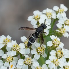 Stenodynerus lucidus