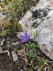 Phyteuma globulariifolium