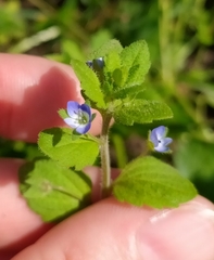 Veronica opaca