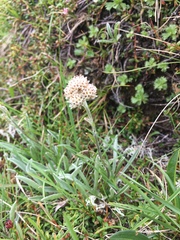 Antennaria carpatica