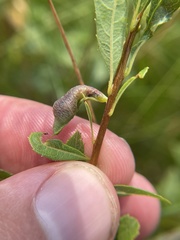 Dasineura salicifoliae