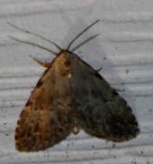 Dyspyralis puncticosta