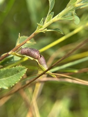 Dasineura salicifoliae