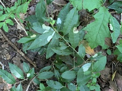 Sideroxylon lycioides