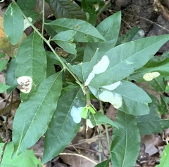 Sideroxylon lycioides