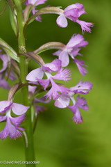 Platanthera psycodes