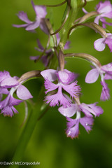 Platanthera psycodes