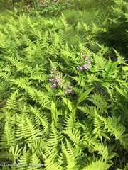 Platanthera psycodes