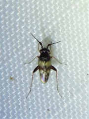 Spanagonicus albofasciatus