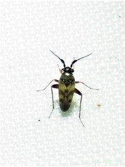 Spanagonicus albofasciatus