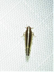 Stenocranus brunneus
