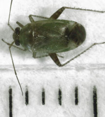 Micromimetus