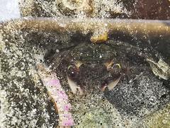 Pachygrapsus socius