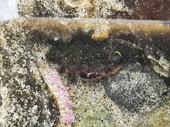 Pachygrapsus socius